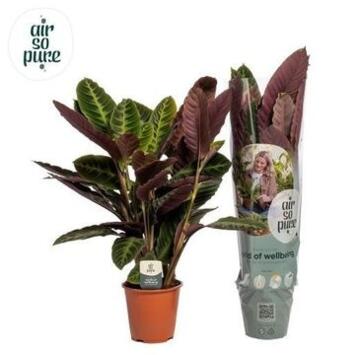 image CALATHEA WARSCEWICZII