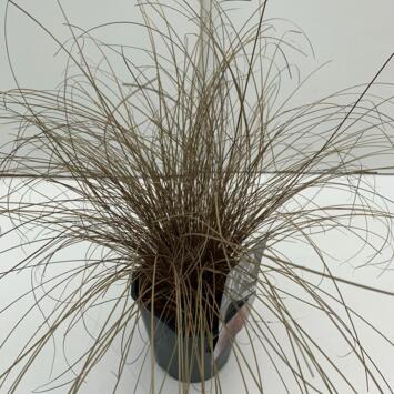 image CAREX BRONZE FORM