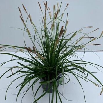 image CAREX EVERLIME