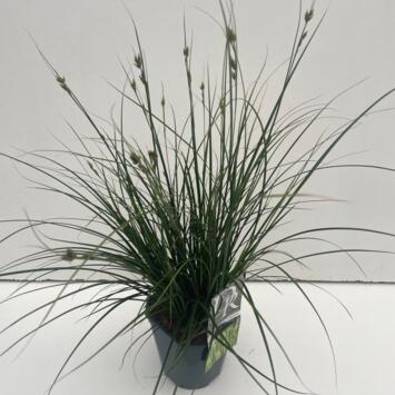 image CAREX MAGIC GREEN