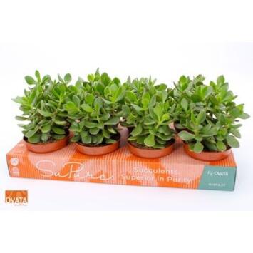 image CRASSULA MINOVA MAGIC