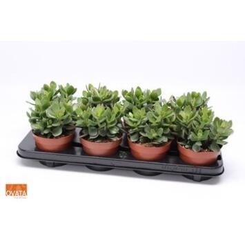 image CRASSULA MINOVA MAGIC