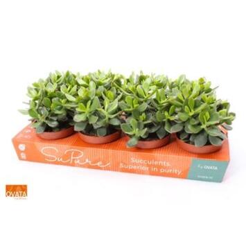 image CRASSULA MINOVA MAGIC