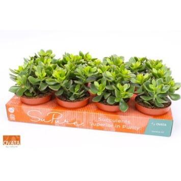 image CRASSULA MINOVA MAGIC