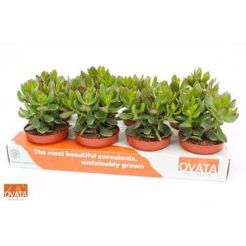 image CRASSULA MINOVA MAGIC