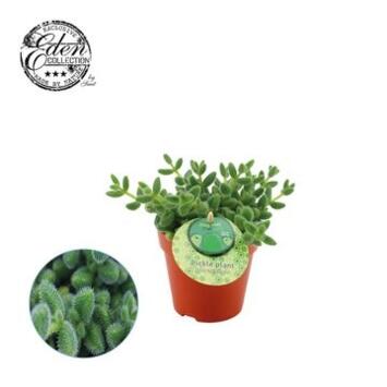 image DELOSPERMA ECHINATUM
