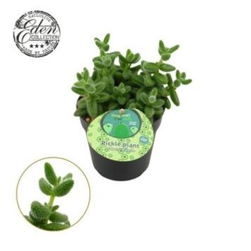 image DELOSPERMA ECHINATUM
