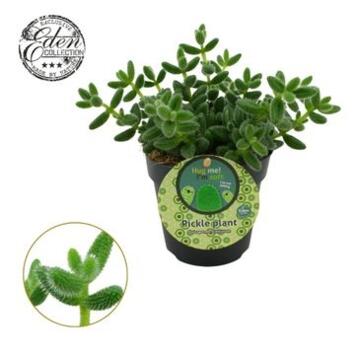 image DELOSPERMA ECHINATUM