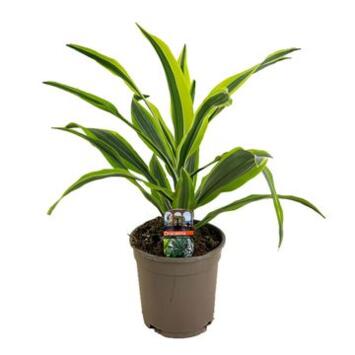 image DRACAENA LEMON LIME TETE