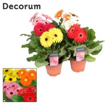 image GERBERA