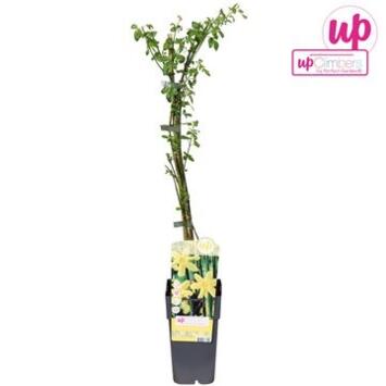 image JASMIN NUDIFLORUM