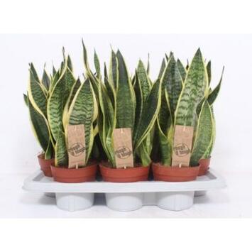 image SANSEVIERIA FUTURA SUPERBA