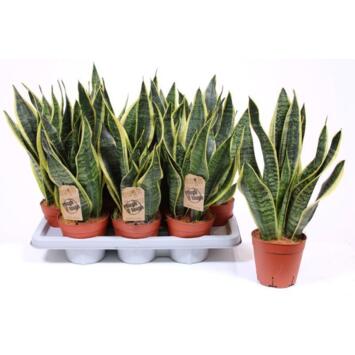 image SANSEVIERIA FUTURA SUPERBA