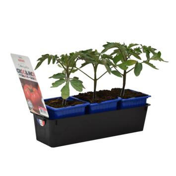 image TOMATE MARMANDE BQ3
