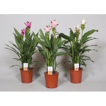 image CURCUMA 3/5FL