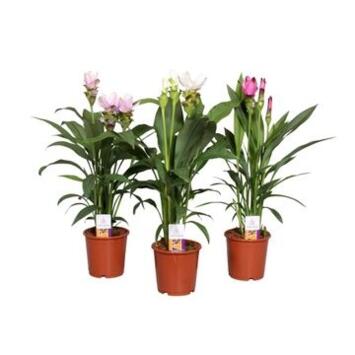 image CURCUMA 3/5FL