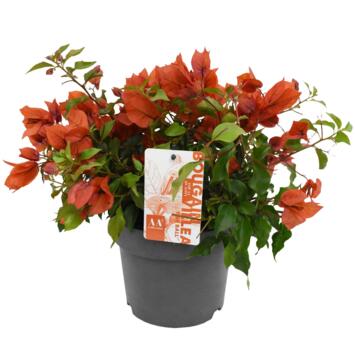 image BOUGAINVILLIER ORANGE