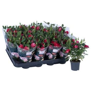 image ROSIER GIGI PARTY