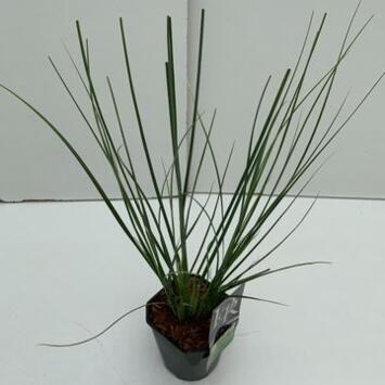 image CORTADERIA SELLOANA PAMPAS