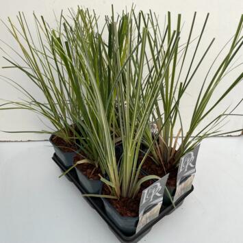image CORTADERIA SELLOANA VARIE