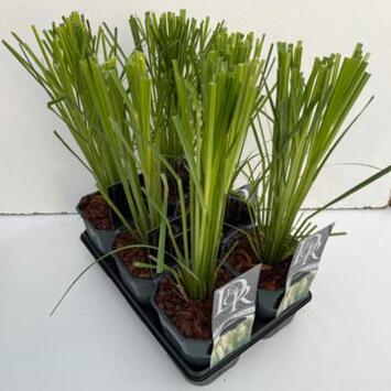 image CORTADERIA SELLOANA VARIE