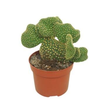 image CACTUS OPUNTIA CRISTATA
