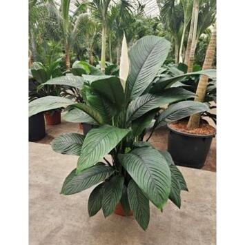 image SPATHIPHYLLUM SENSATION
