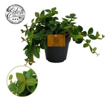 image PEPEROMIA ROCCA SCURO