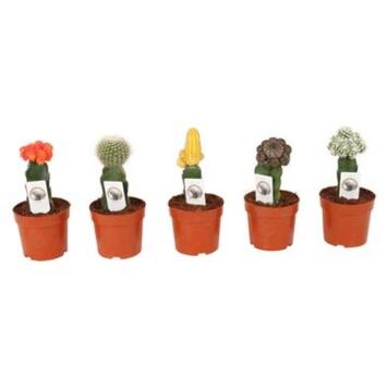 image CACTUS GREFFES VARIES