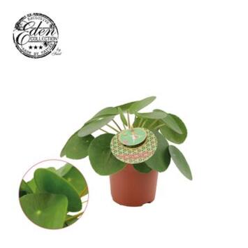 image PILEA PEPEROMOIDES