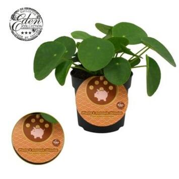 image PILEA PEPEROMOIDES