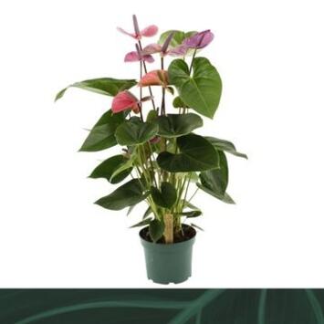 image ANTHURIUM ANDREANUM CAVALLI