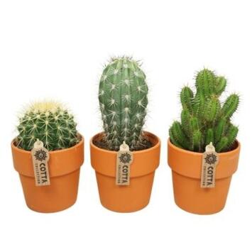image CACTUS VARIES P TERRE