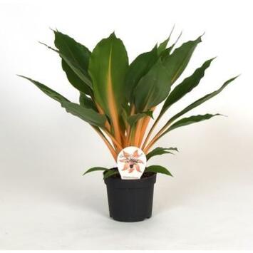image CHLOROPHYTUM GREEN ORANGE