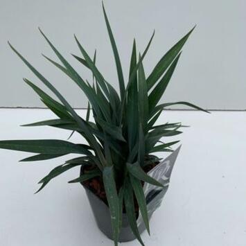 image DIANELLA BLUE STREAM