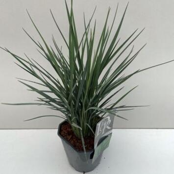 image DIANELLA COOLVISTA