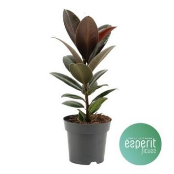 image FICUS MELANY