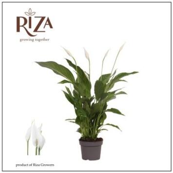 image SPATHIPHYLLUM STRAUSS