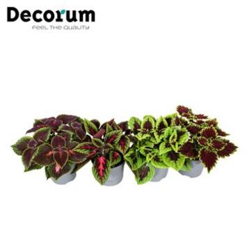 image COLEUS