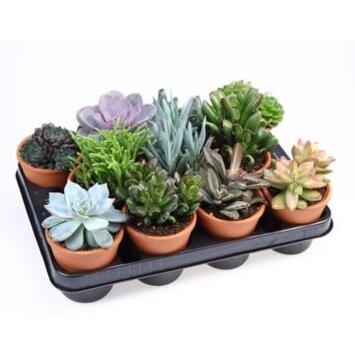 image SUCCULENTE VARIEE P TERRE
