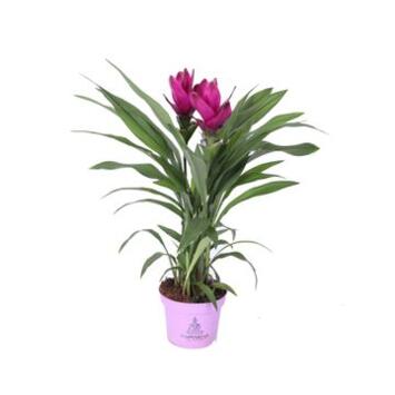 image CURCUMA 2FL SUBLIME