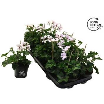 image GERANIUM LIERRE SIMPLE BLANC