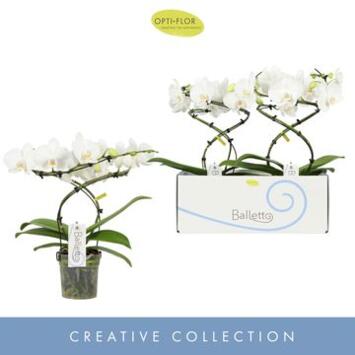 image PHALAENOPSIS 2BR BALLETTO WING