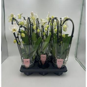 image PHALAENOPSIS 3BR BLANC CASCADE