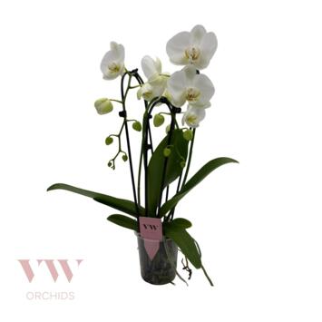 image PHALAENOPSIS 3BR BLANC CASCADE