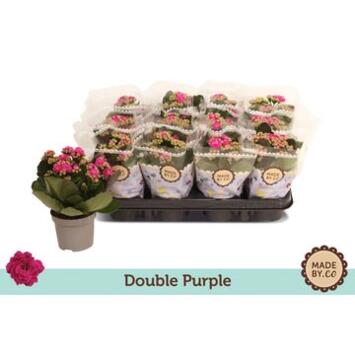 image KALANCHOE FL DBLE MAUVE
