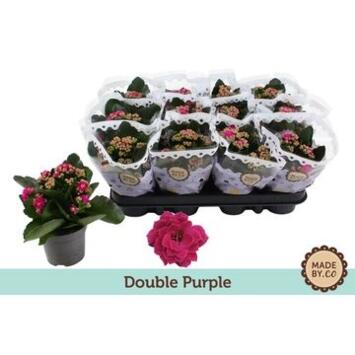image KALANCHOE FL DBLE MAUVE