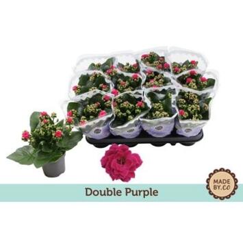image KALANCHOE FL DBLE MAUVE
