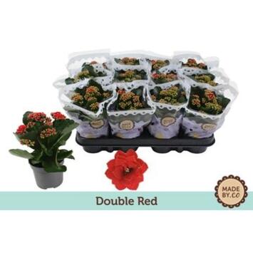 image KALANCHOE FL DBLE ROUGE