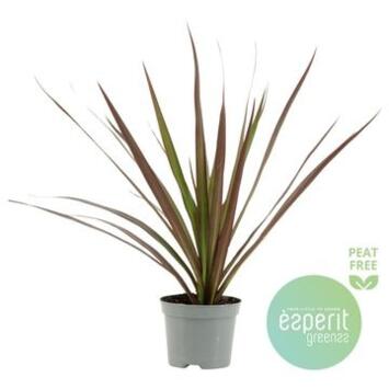 image DRACAENA MAGENTA TETE